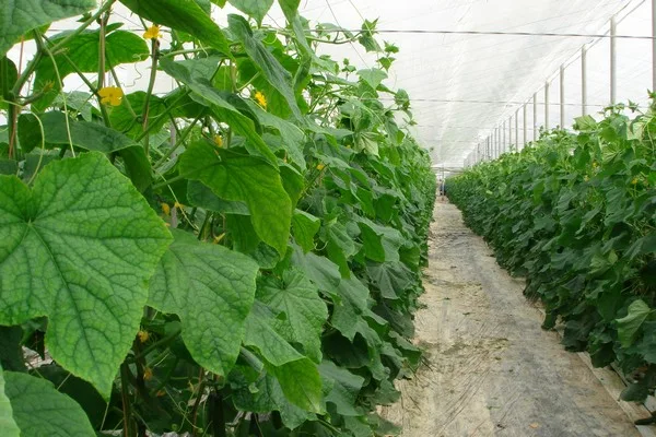 посадка картофеля