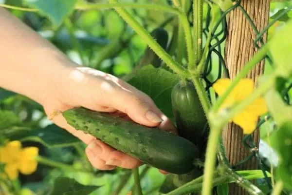 сбор урожая