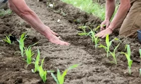 высадка рассады капусты