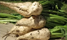 сбор урожая свеклы