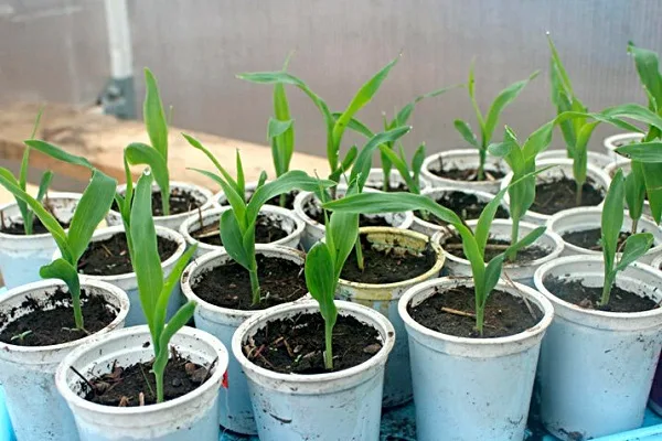 высев посадочного материала