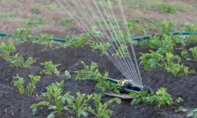 полив свеклы