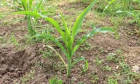 выращивание редиски