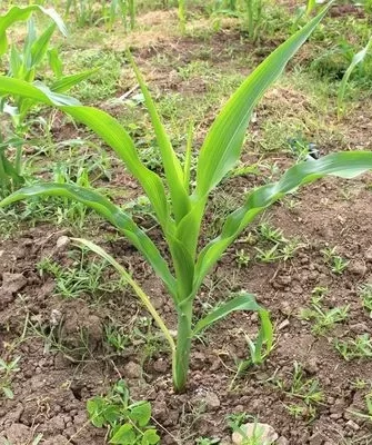 выращивание кукурузы