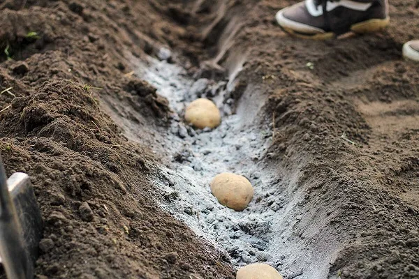 подготовка семян