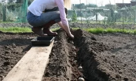 рассада редиса