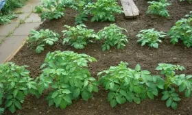 посадка картофеля