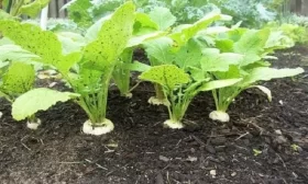 огурец Кум да кума