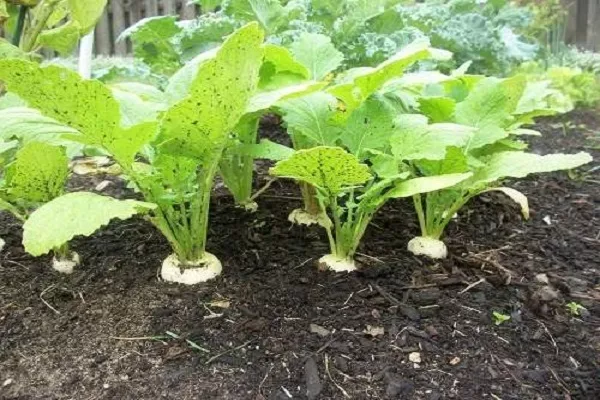 выращивание репы