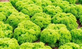 посадка огурцвов в грунт