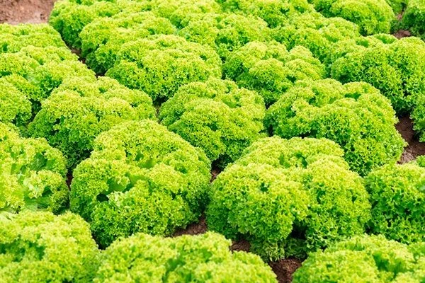 выращивание салата