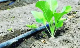 полив капусты