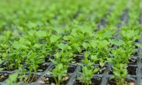 подготовка грядки под посадку