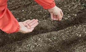 посев семян редиса