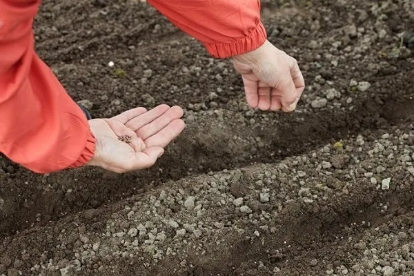посев семян редиса