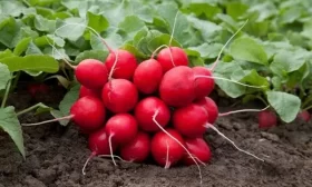 урожайность Мечты Алисы