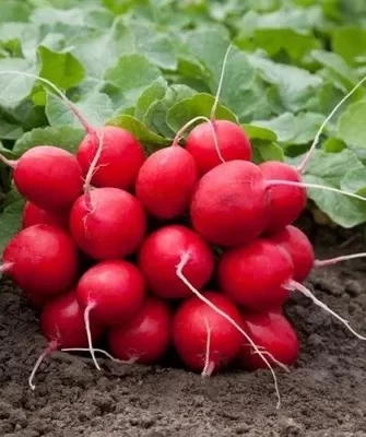 урожайность Мечты Алисы