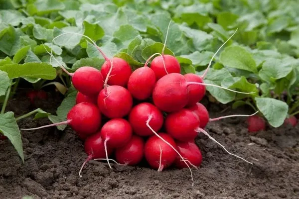 урожайность Мечты Алисы