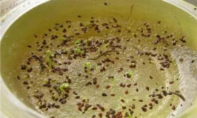 подготовка участка под посадку огурцов