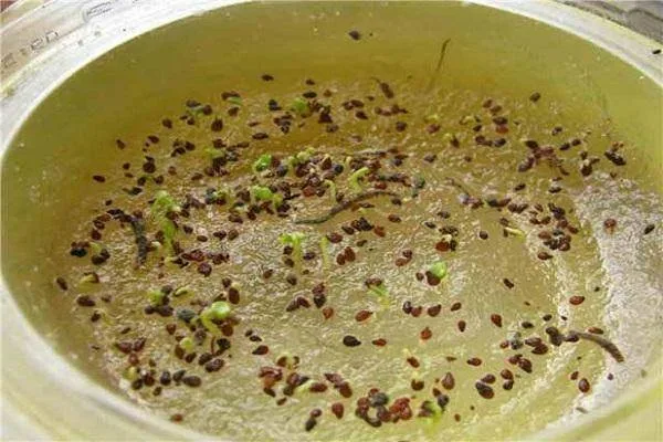 Способы выращивания салата Фриллис