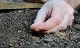 выбор места для посадки огурцов