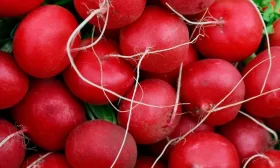 выращивание редиса