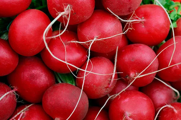 выращивание редиса