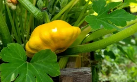 высадка рассады огурцов