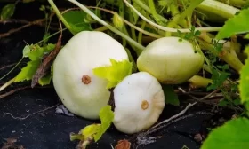 рассада огурцов