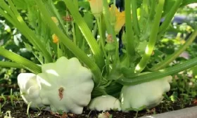 участок для посадки персика