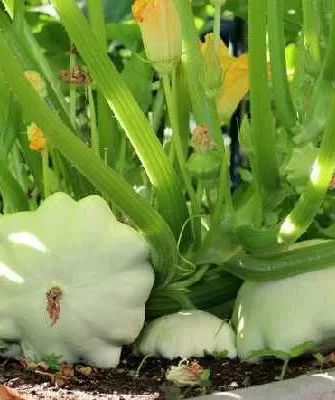 Диск на кусте