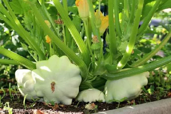 Диск на кусте