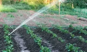 свекла на грядка