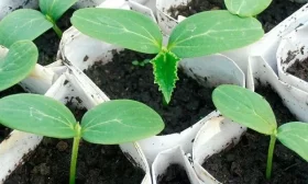 рассада огурцов Мечта дачника