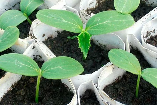 рассада огурцов Мечта дачника