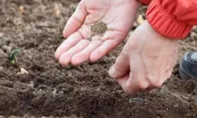 посев моркови