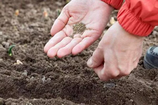 посев моркови