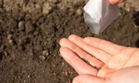 посев семян капусты