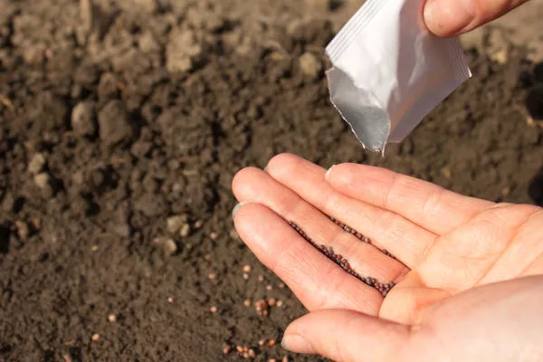 посев семян капусты