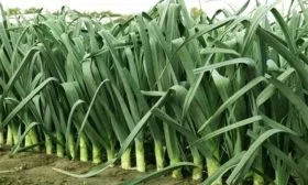 лук-порей Победитель