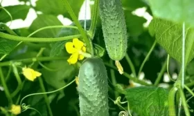 огурцы Атлантис