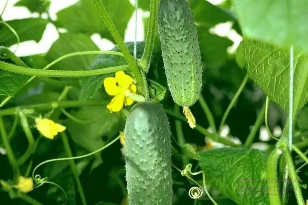 огурцы Атлантис