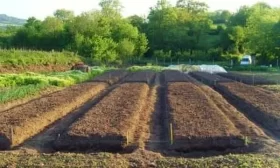 грядка под посадку огурцов