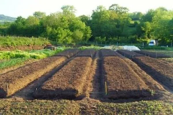 грядка под посадку огурцов