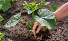 высадка рассады огурцов на грядку