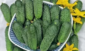 продуктивность Кузнечика