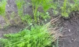 прореживание моркови