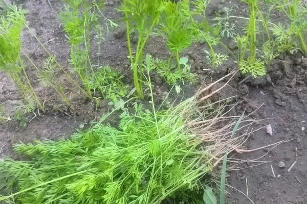 прореживание моркови