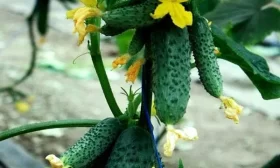 продуктивность Чайковского