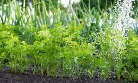 полив моркови